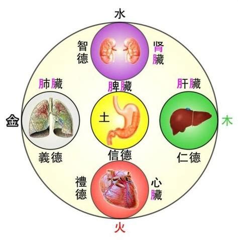 金木水火土 心肝脾肺腎|五行對五臟，肝木，心火，脾土，肺金，腎水有什麼內涵